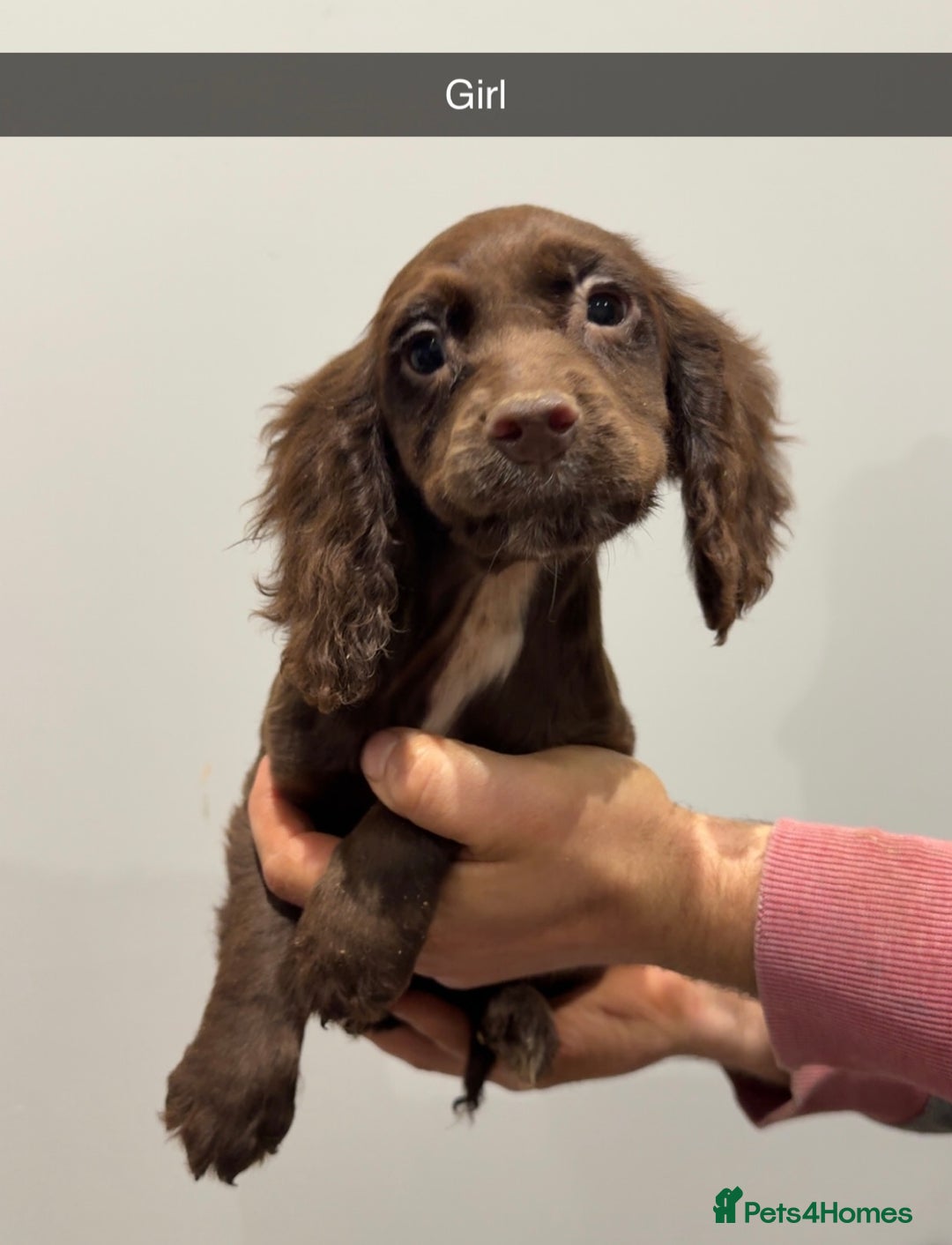 Cocker Spaniel dogs for sale: Mixed litter  - Advert 15