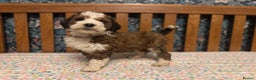 Bernedoodle dogs for sale: Bernedoodle F1B puppies - Advert 4