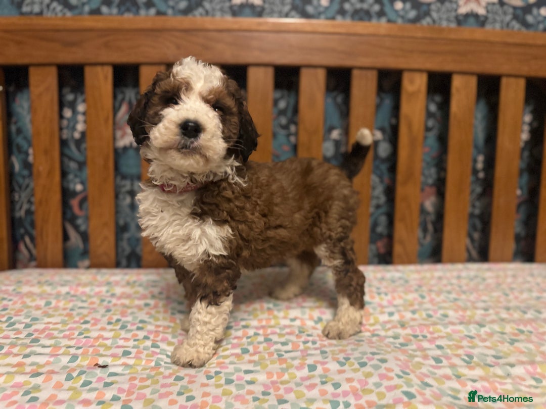 Bernedoodle dogs for sale: Bernedoodle F1B puppies - Advert 4