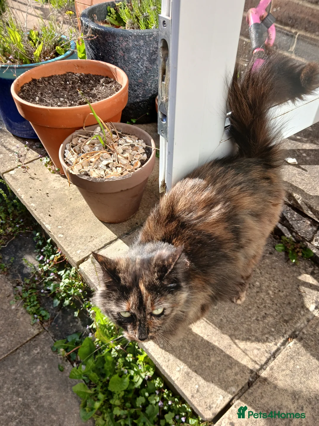 Mixed Breed cats for sale: Sister cats for sale - Advert 12