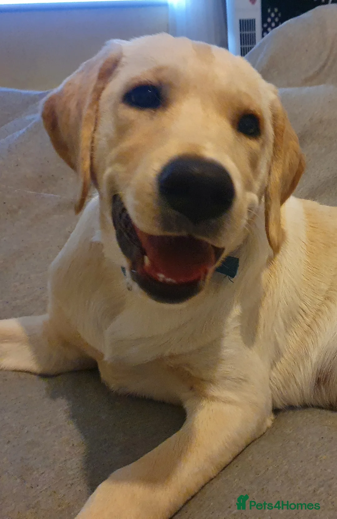 Labrador Retriever dogs for stud: Goldador for stud - Advert 7