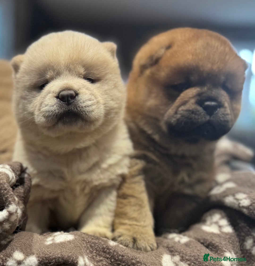 Chow Chow dogs for sale: Stunning smooth chows  - Advert 7