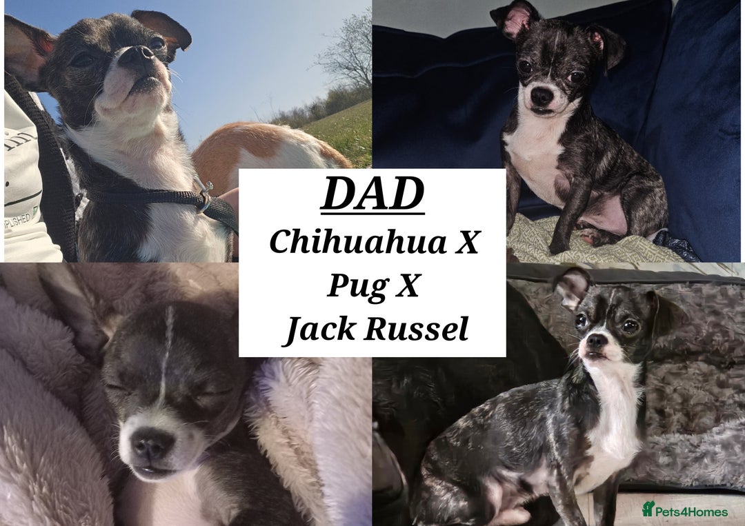 Mixed Breed dogs for sale: Beautiful Chihuahua Cross Puppies - Advert 3