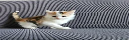 Mixed Breed cats for sale: Kittens available  in Bradford - Advert 4