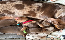 Dachshund dogs for sale: REDUCED*1 LEFT!! *BEAUTIFUL Miniature Dachshund's  - Image 19
