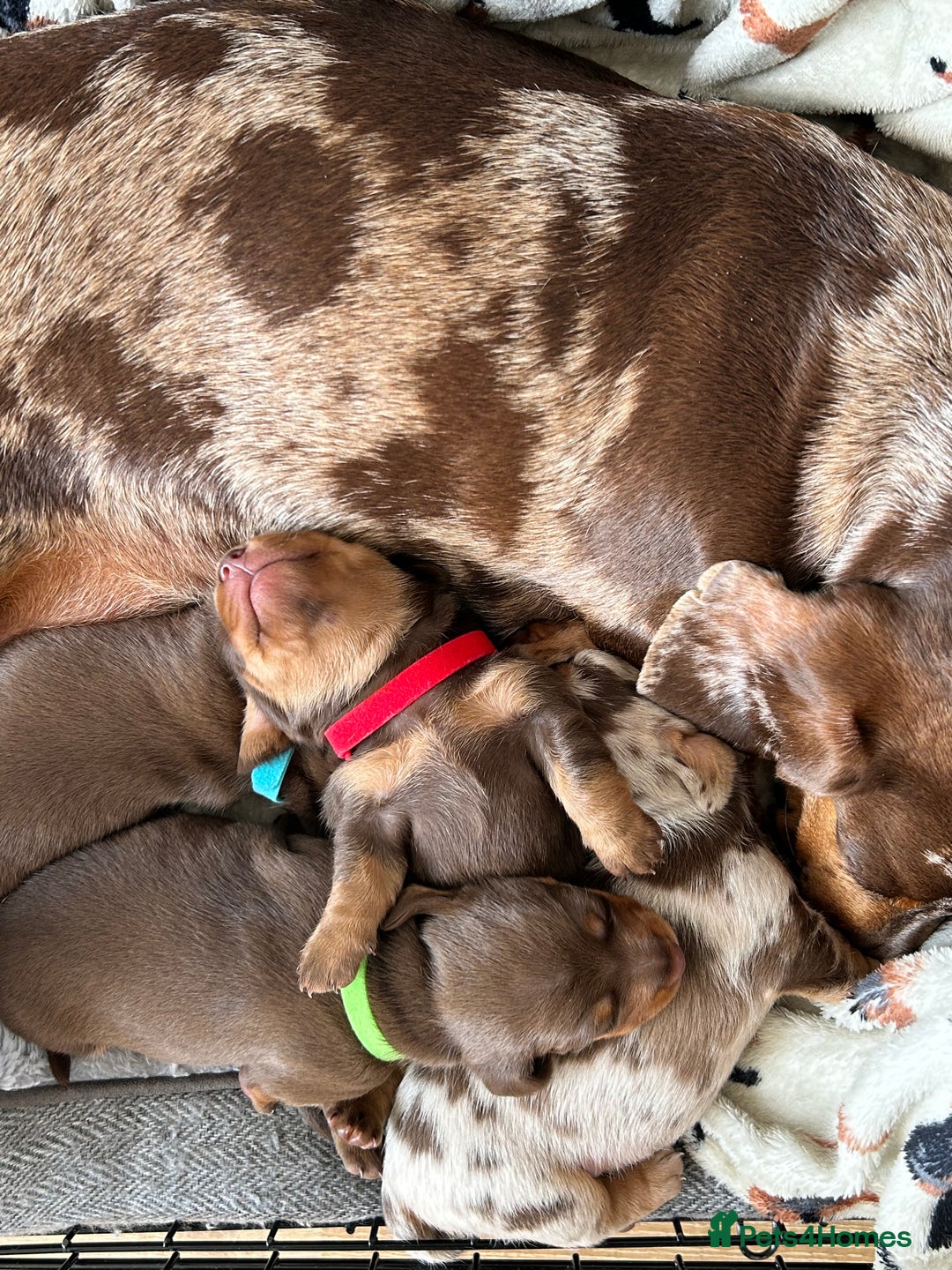 Dachshund dogs for sale: REDUCED*1 LEFT!! *BEAUTIFUL Miniature Dachshund's  - Image 19