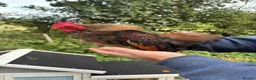 Chickens poultry for sale: Serama Bantam Chickens - Advert 6