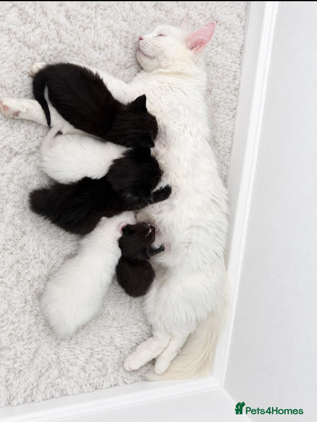 Mixed Breed cats Adorable fluffy kittens looking for loving family - Advert 7