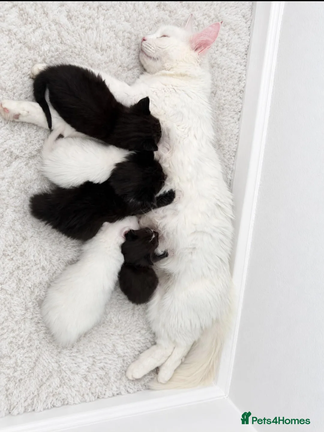 Mixed Breed cats for sale: Adorable fluffy kittens looking for loving family - Advert 1