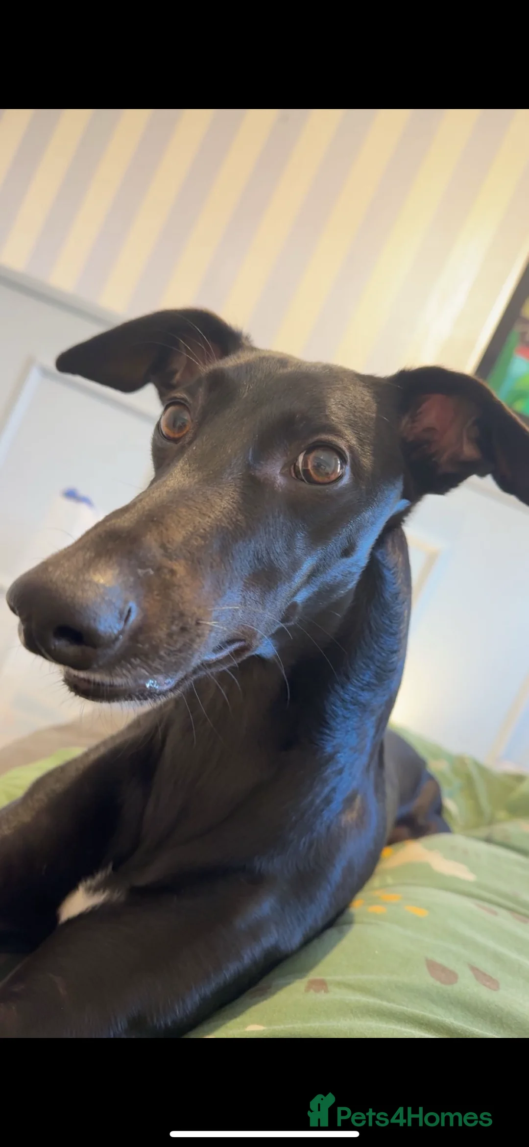 Lurcher dogs for sale: Male Lurcher - Advert 2