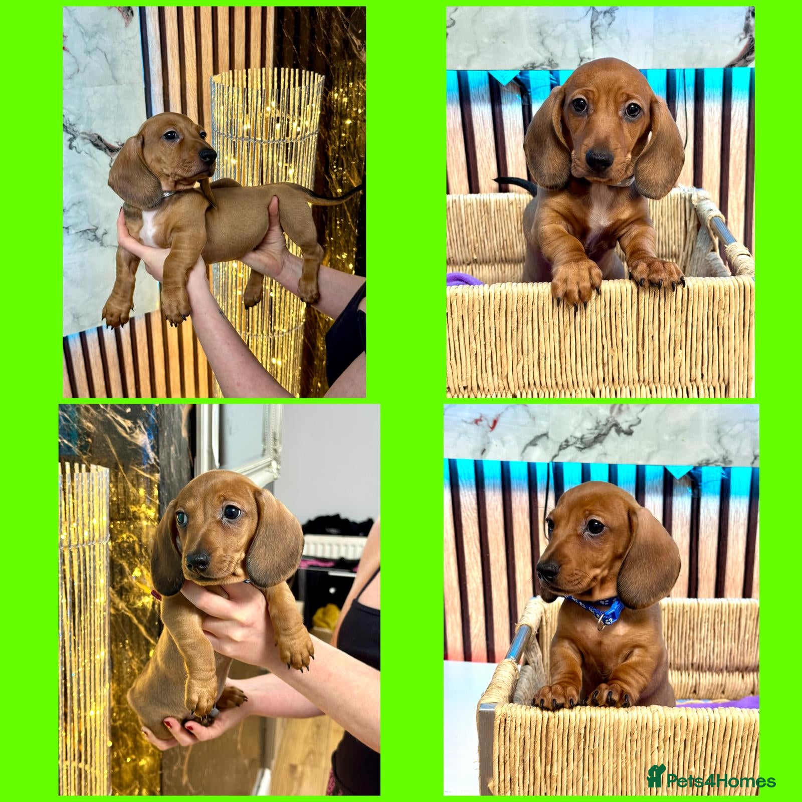 Miniature Dachshund dogs Last 2 boys miniature dachshund ready to leave now - Advert 7