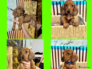 Miniature Dachshund dogs Last 2 boys miniature dachshund ready to leave now - Advert 6