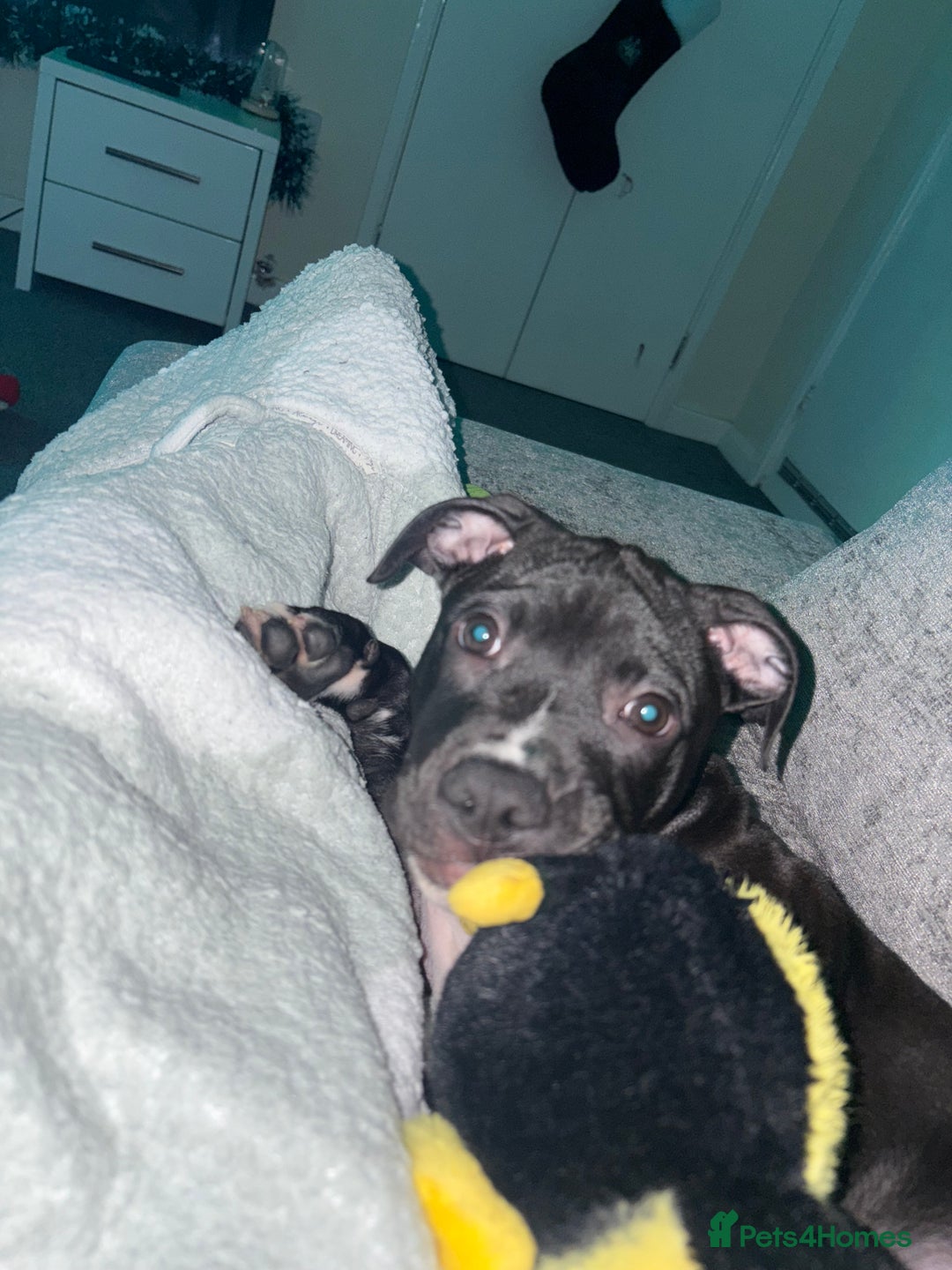 Staffordshire Bull Terrier dogs for sale: Last male puppy left  - Advert 5