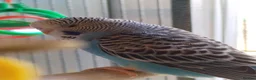 Budgerigars birds for sale: Beautiful baby budgies  - Advert 3
