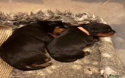 Rottweiler dogs for sale: KC Registered Rottweiler Puppies excellent lineage - Image 14