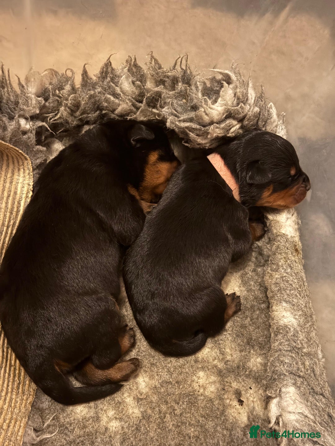 Rottweiler dogs for sale: KC Registered Rottweiler Puppies excellent lineage - Image 14