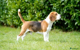 Beagle dogs for stud: Winner at Crufts 2025! in Tonbridge - Image 3