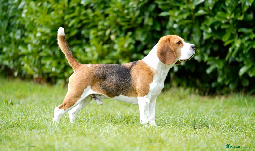Beagle dogs for stud: Winner at Crufts 2025! in Tonbridge - Image 3