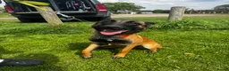 Belgian Shepherd Dog dogs for adoption: 6 month old female Belgian malinois  - Advert 2