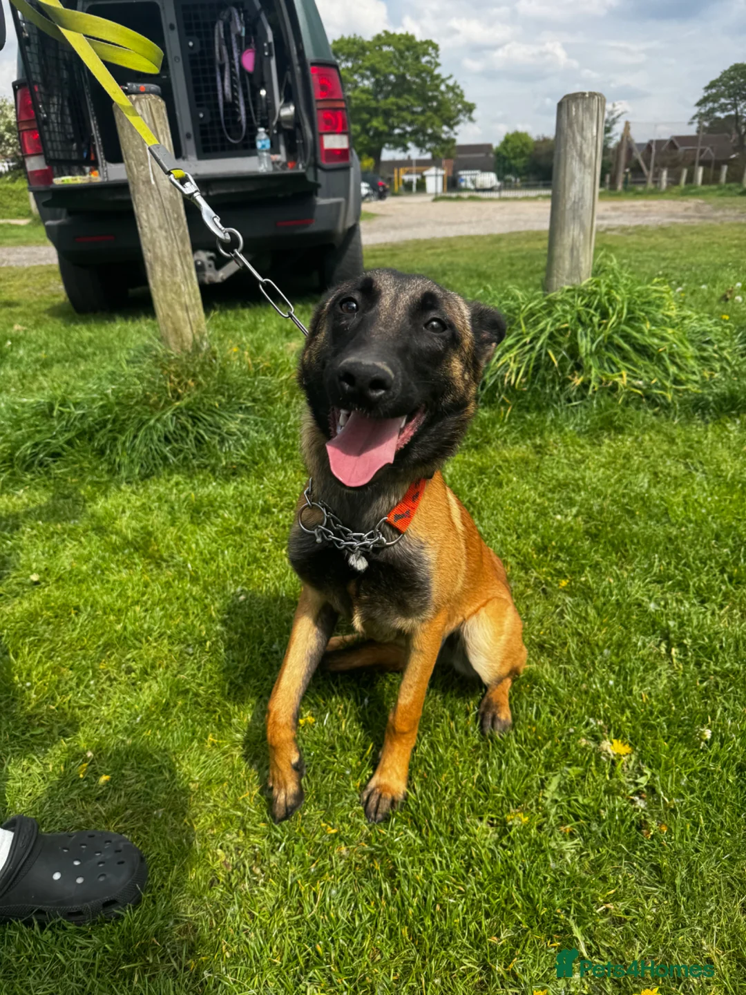 Belgian Shepherd Dog dogs for adoption: 6 month old female Belgian malinois  - Advert 2