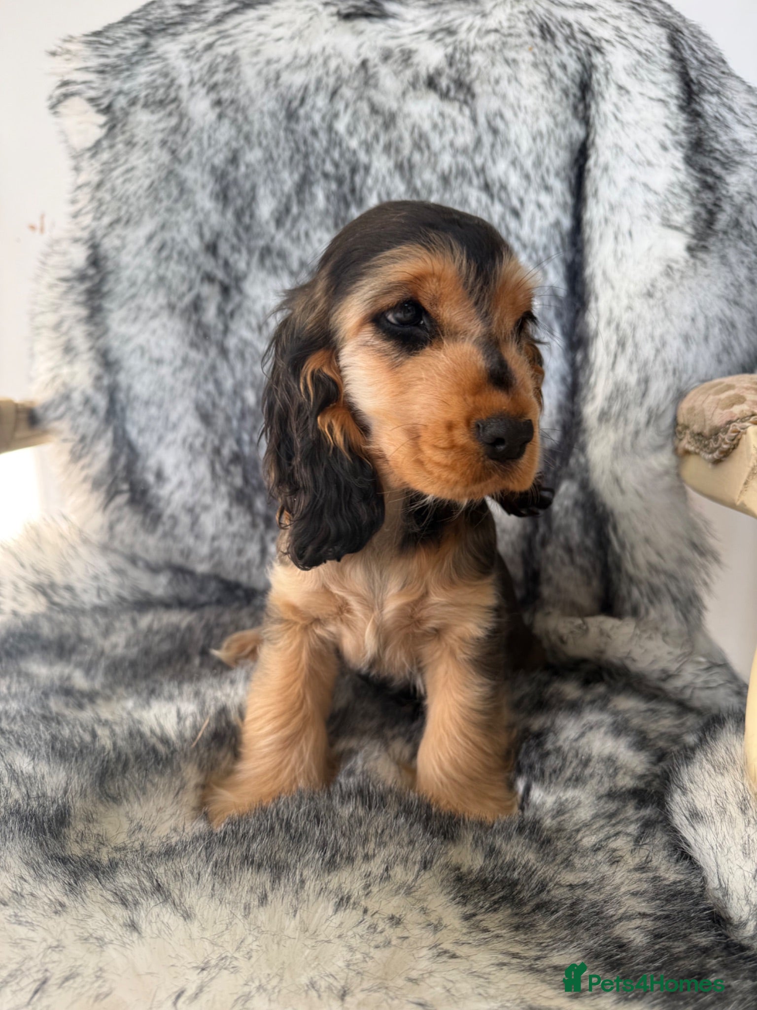 Cocker Spaniel dogs KC show cocker spaniel - last girl - Advert 2