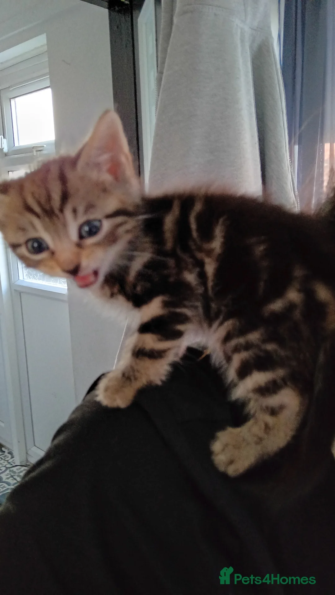 Bengal cats for sale: READY NOW Female Bengal kittens - Advert 2