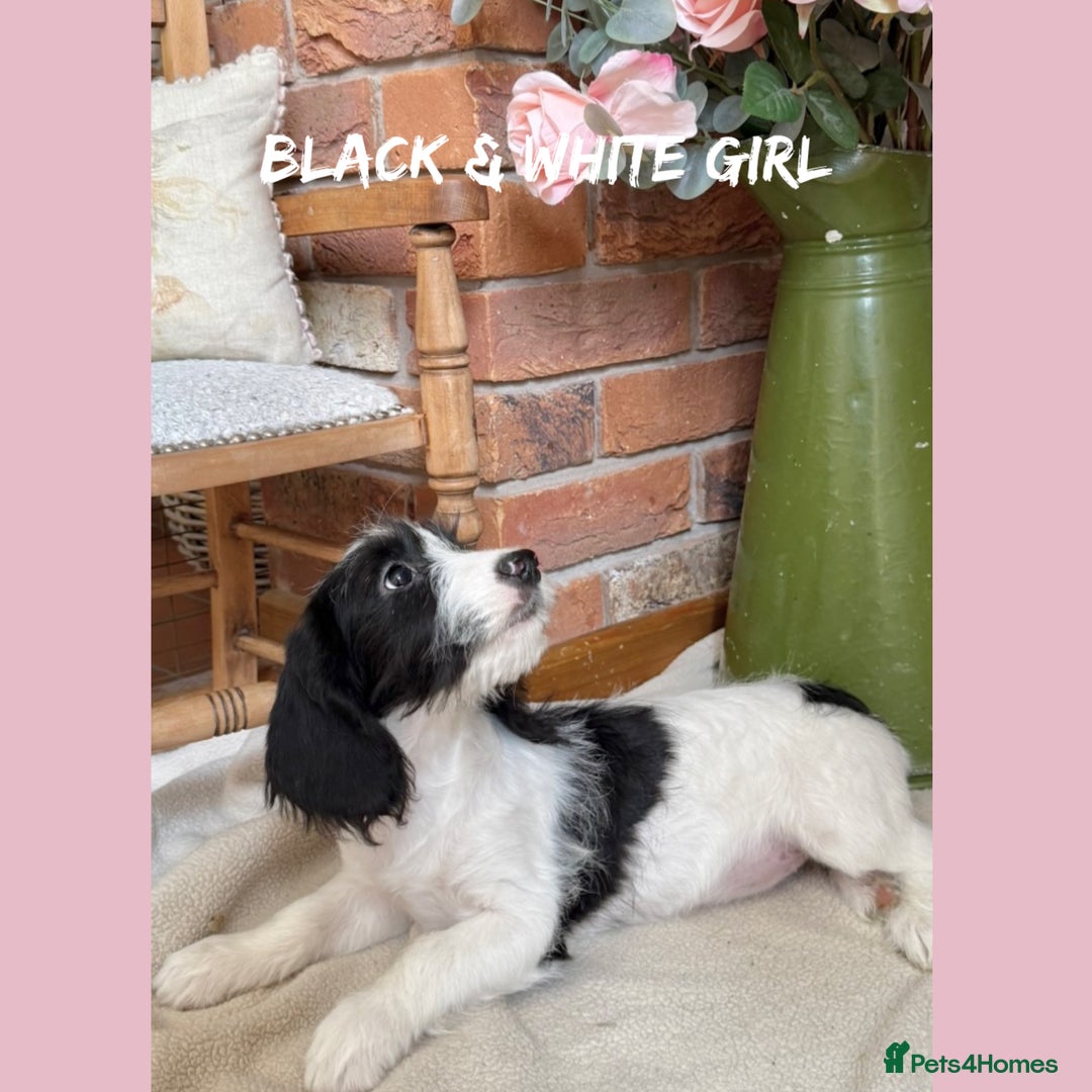 Mixed Breed dogs for sale: ☀️PERFECT POOGLES (beagleXminiature poodle)☀️ in Rhayader - Image 28