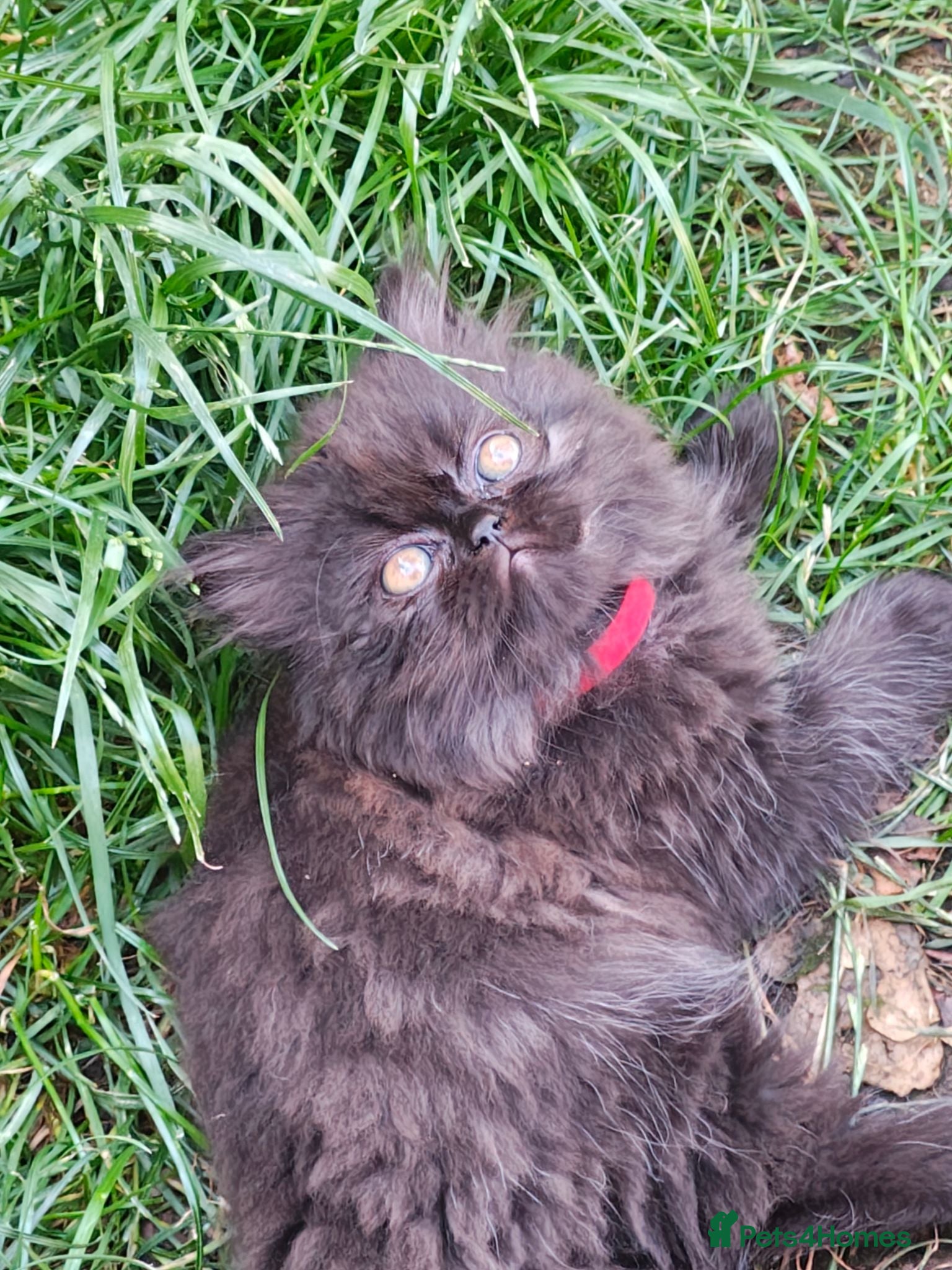 Persian cats Pure Persian long hair kitten  - Advert 2