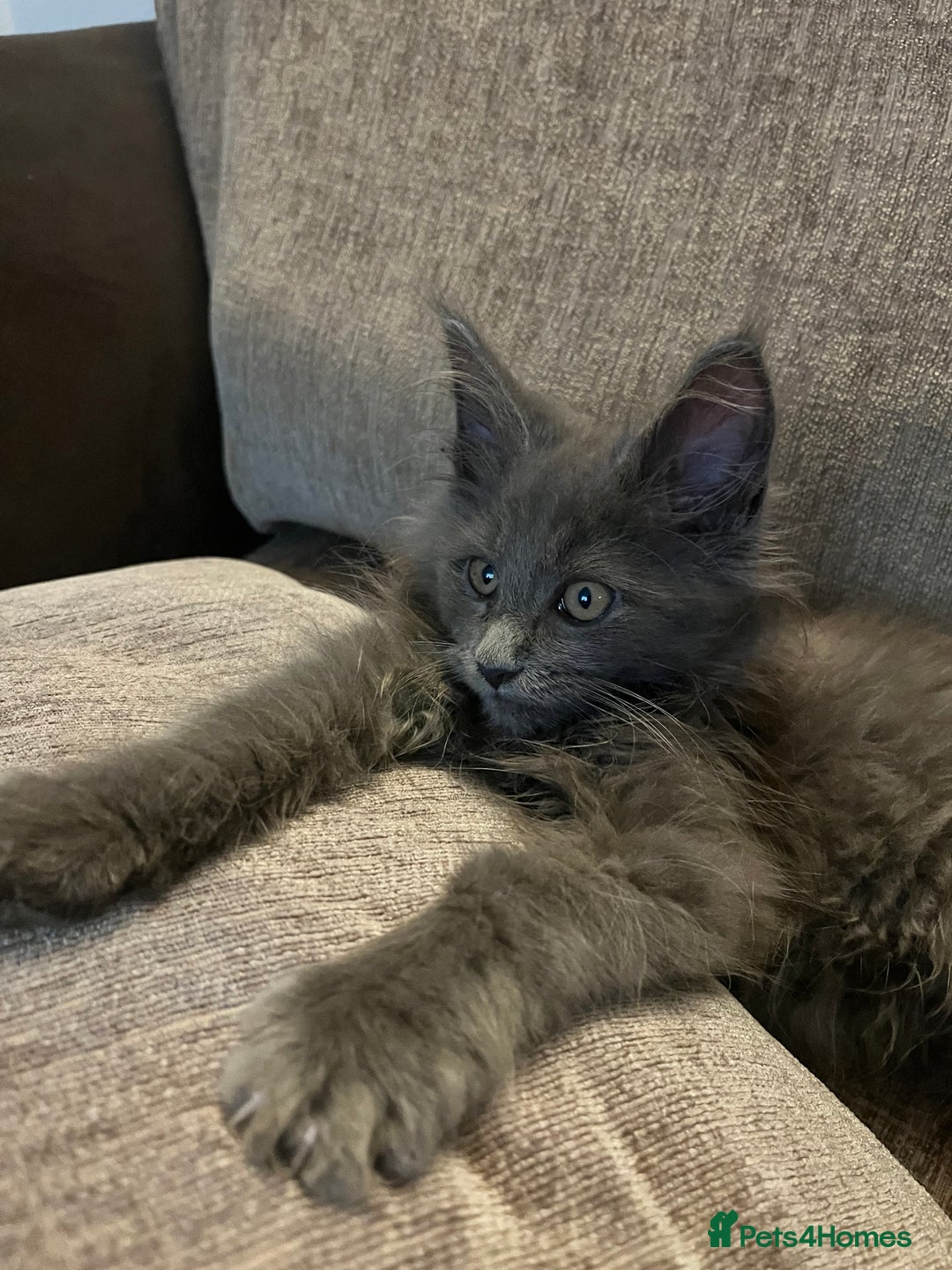 Maine Coon cats for sale: 🐱 Exceptional Maine Coon Male  - Advert 10
