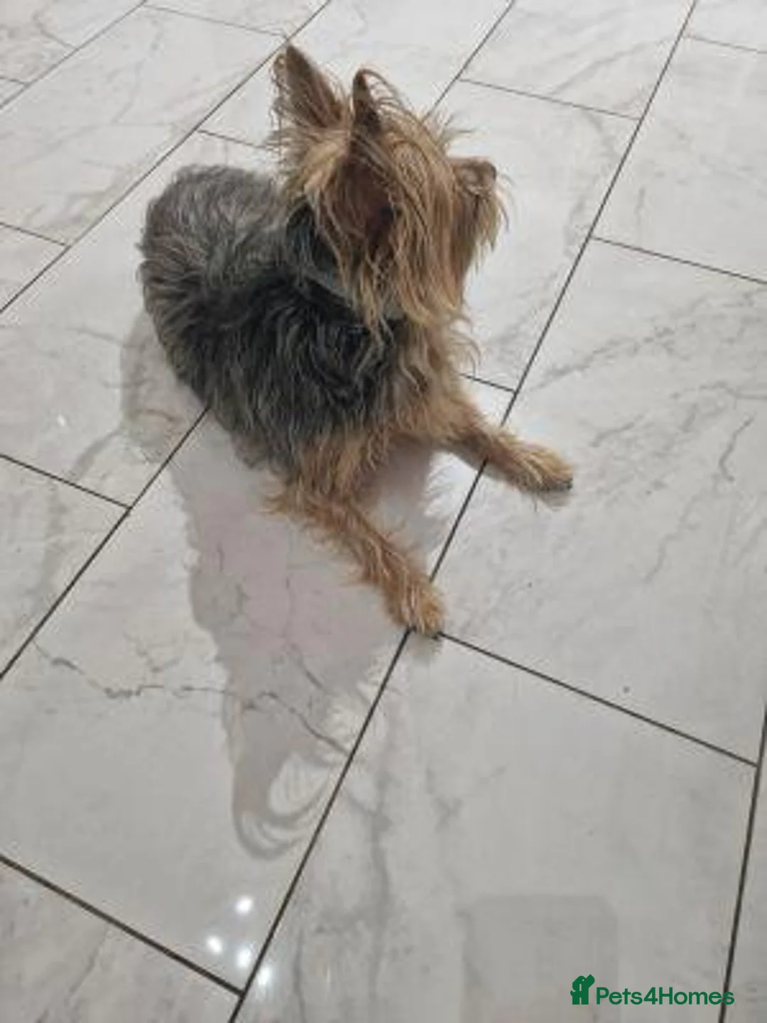 Yorkshire Terrier dogs for sale: Our girl needs a good home in Edinburgh - Advert 2