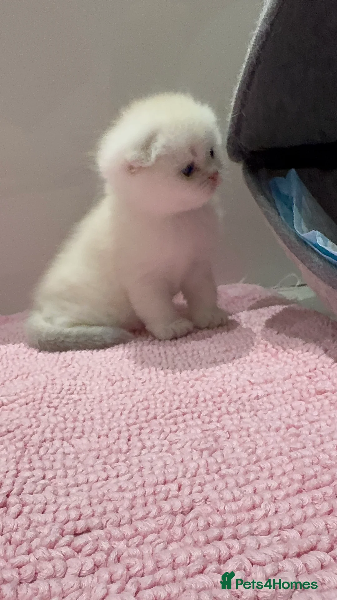 Scottish Fold cats for sale: Full pedigree Scottish fold kittens  - Advert 12