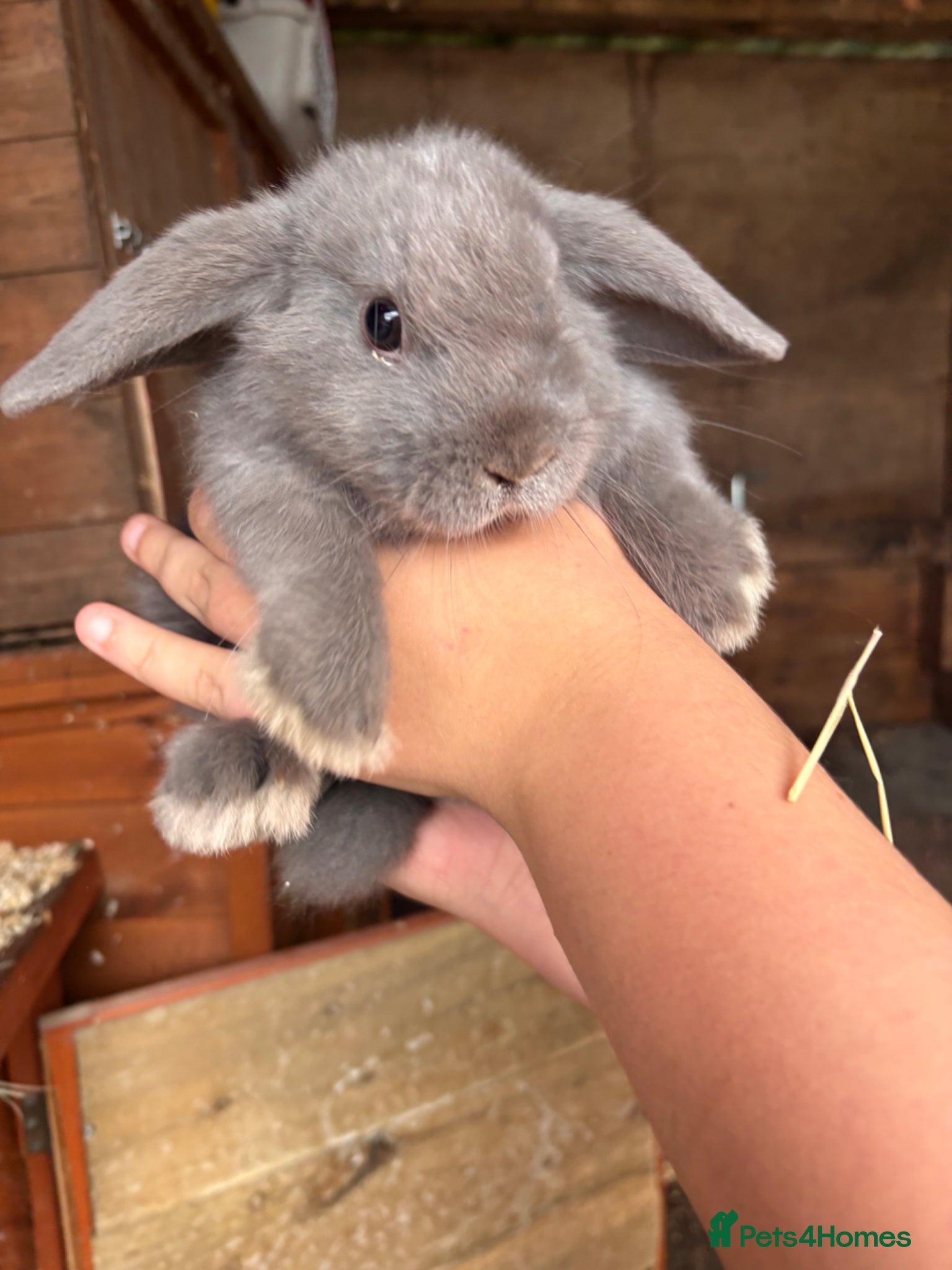 Mini Lop rabbits for sale: 2 beautiful baby’s rabbits for sale  - Advert 8