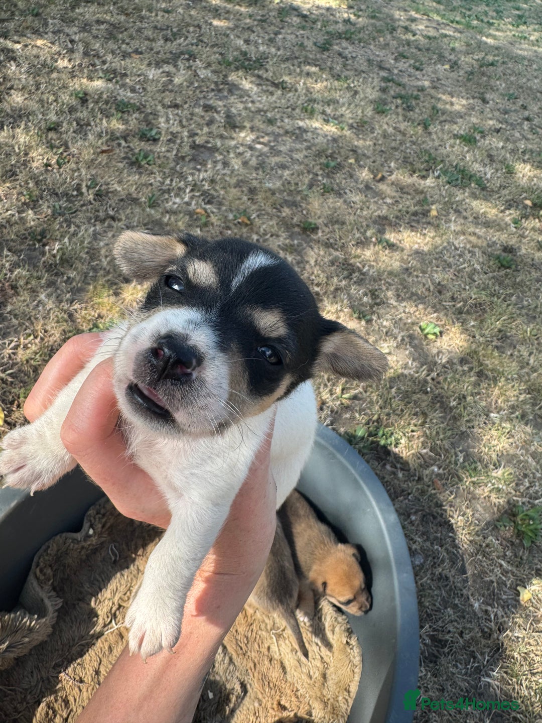Jack Russell dogs for sale: Jack Russell puppies!  - Image 4