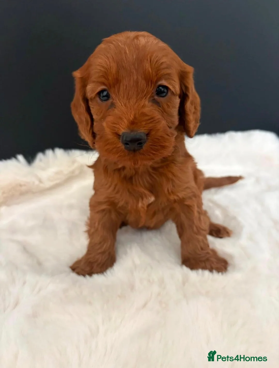 Cockapoo dogs for sale: Cockapoo Puppies - Advert 2
