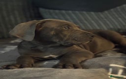 Cane Corso dogs for sale: Cane corso puppy  - Image 3
