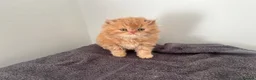 Persian cats for sale: Registered Persian Kittens – Blue & Red - Advert 14
