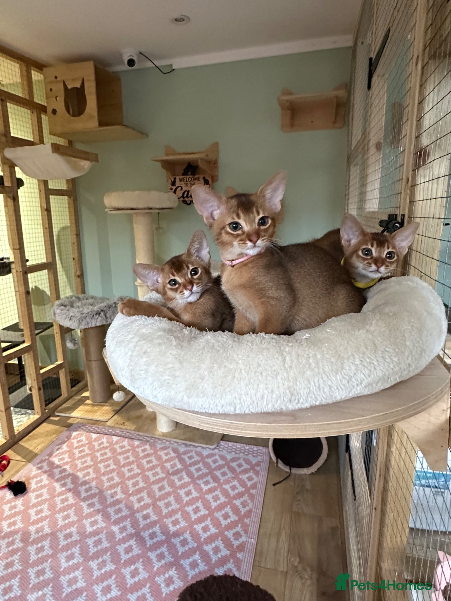 Abyssinian cats Abyssinian kittens  - Advert 17