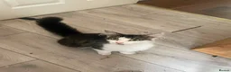 Mixed Breed cats for sale: 7 kitten  in Sheerness - Advert 1