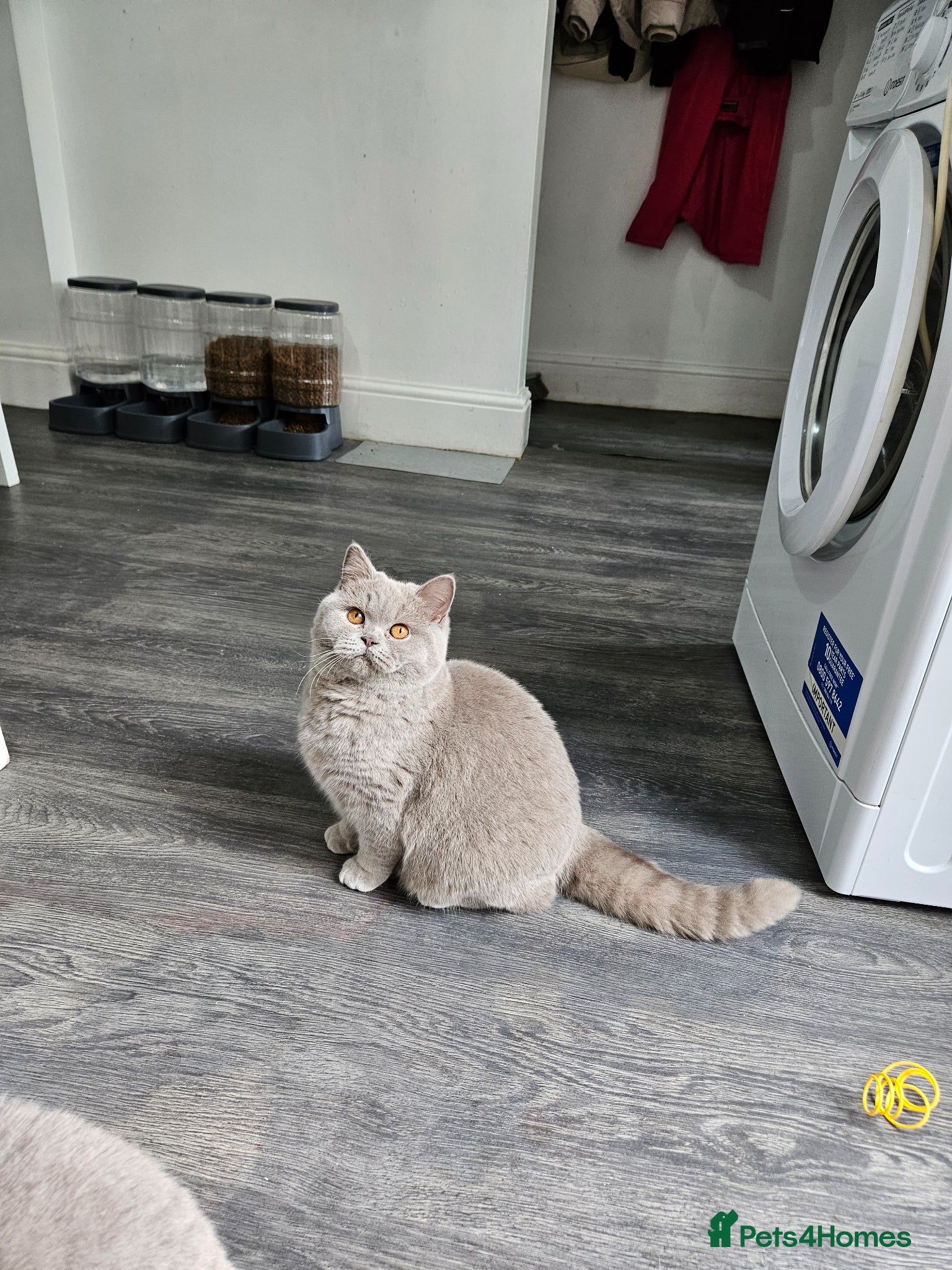British Shorthair cats GCCF ACTIVE SALES DENTON MANCHESTER  - Advert 17