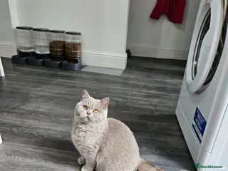 British Shorthair cats GCCF ACTIVE SALES DENTON MANCHESTER - Advert 17