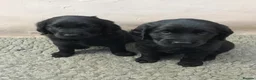 Flat coated Retriever dogs for sale: Ready now! Flat coated x Golden retriever pups. - Advert 29