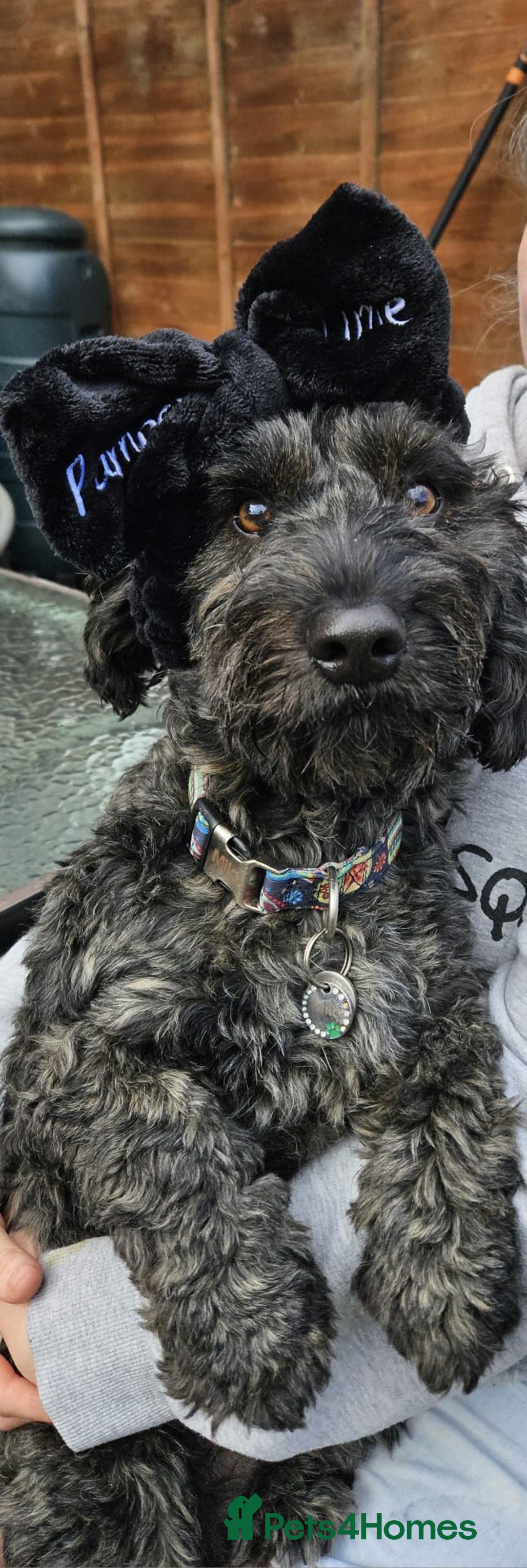 Mixed Breed dogs for sale: Male yorkipoo  - Advert 8
