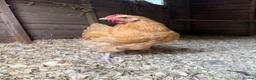 Chickens poultry for sale: Buff Orpington Cockerels  in Marlborough - Advert 3