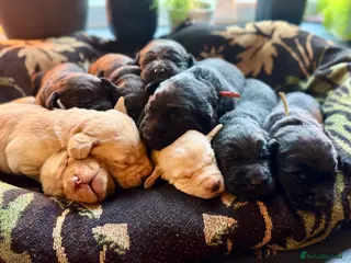 Labrador Retriever dogs Labrador Retriever Red Fox/Black KC reg Puppies - Advert 9