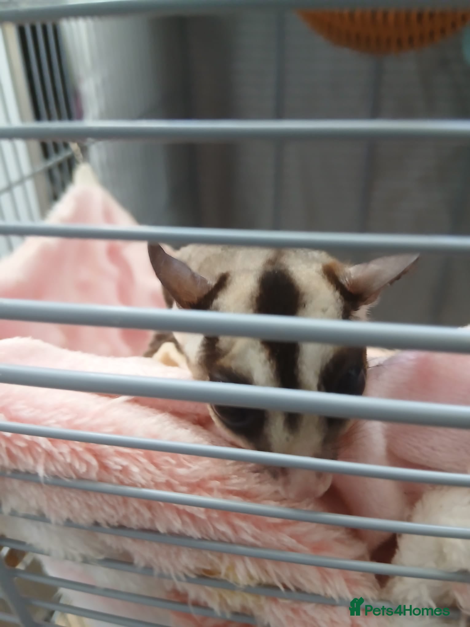 Sugar Glider rodents Two sugar gliders  - Advert 2