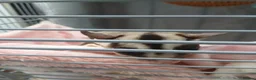 Sugar Glider rodents for sale: Two sugar gliders  - Advert 1