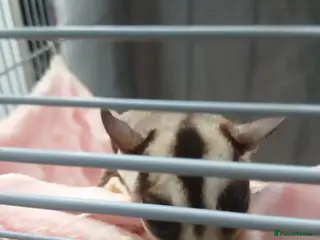 Sugar Glider rodents Two sugar gliders - Advert 2