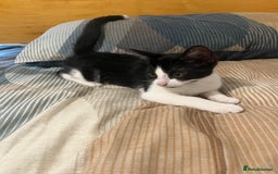 Mixed Breed cats for sale: 1-month-old mixed bread kittens in Oldham - Image 3