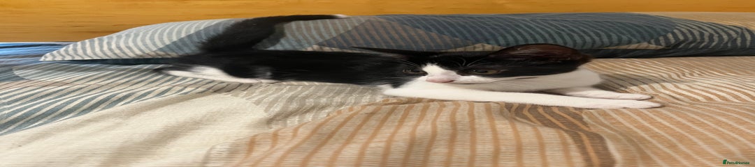Mixed Breed Kitten 2