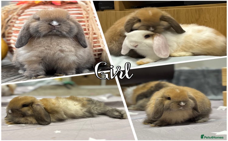 Mini Lop rabbits - Advert 10